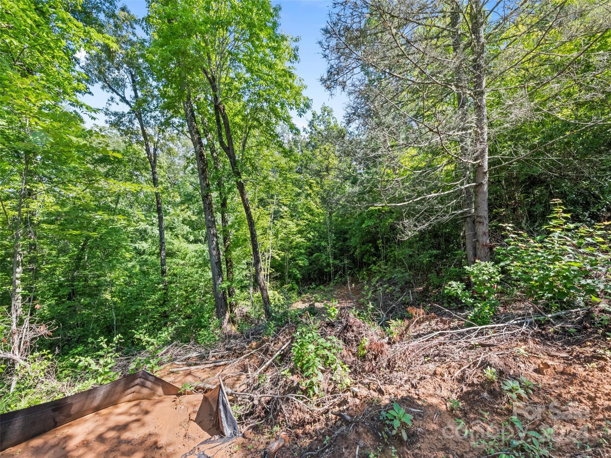0 Ashe Loop Road Sylva, NC 28779 - Photo 4 of 23 a view of a forest with trees in the background