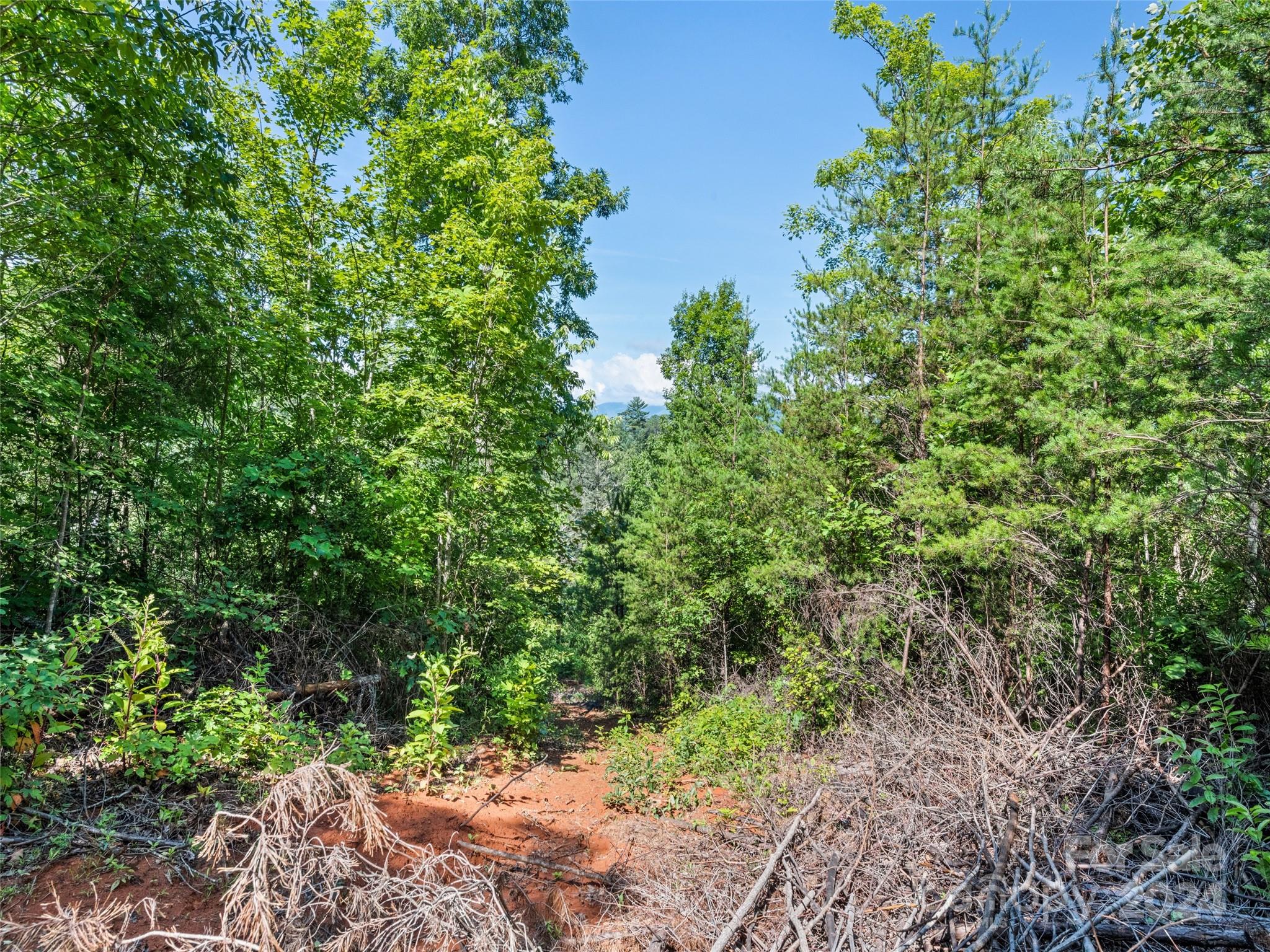 0 Ashe Loop Road Sylva, NC 28779 - Photo 5 of 23 a plant view in yard