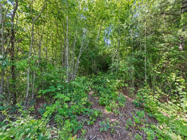 a view of a lush green forest