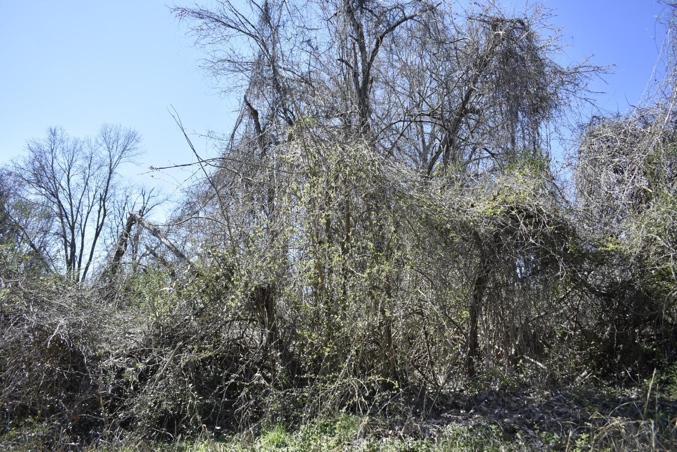 0 Gate Street Rossville, GA 30741 - Photo 3 of 7 _DSC0678