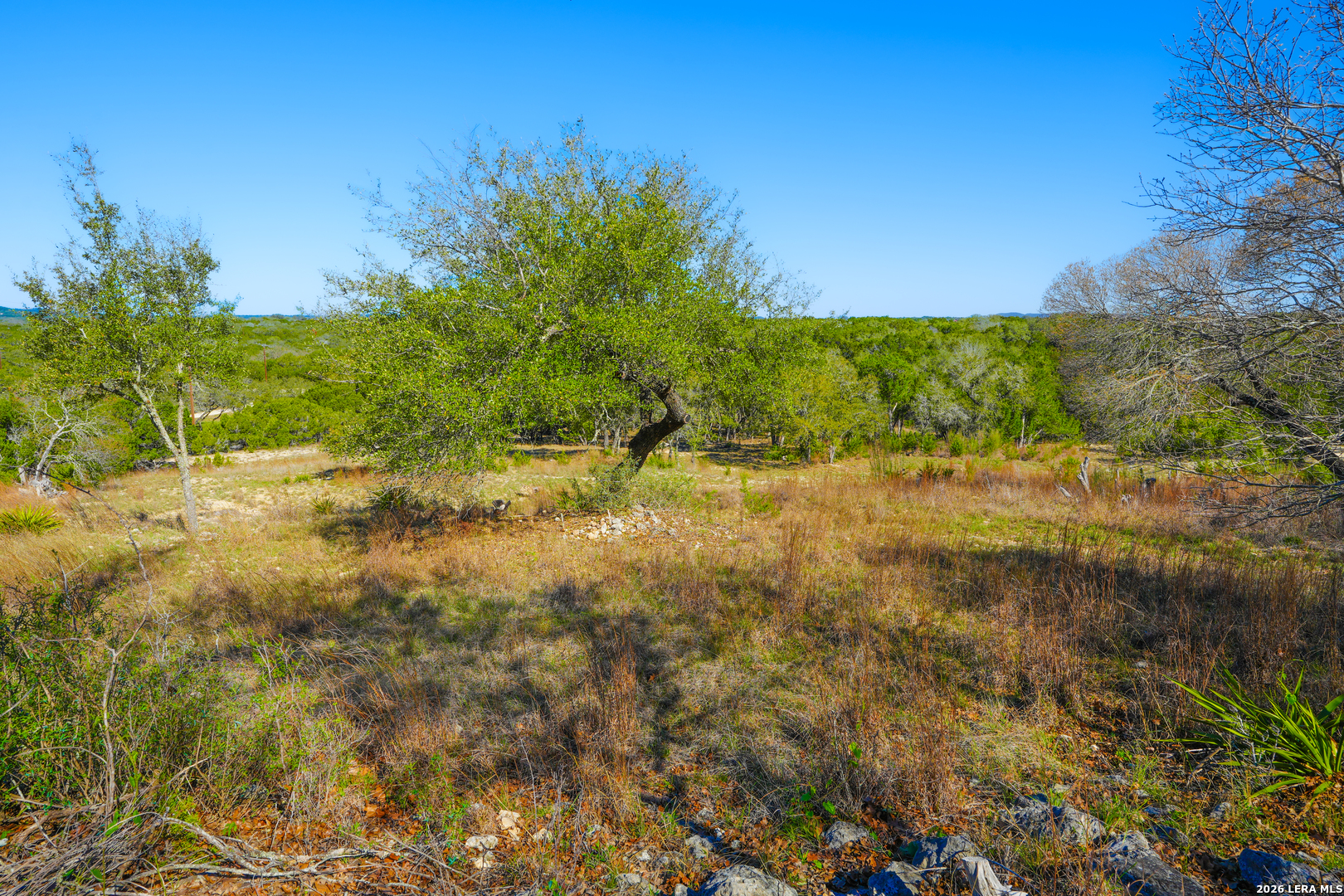 713 Lake Forest Road Pipe Creek, TX 78063 - Photo 35 of 65 a view of a yard with a tree