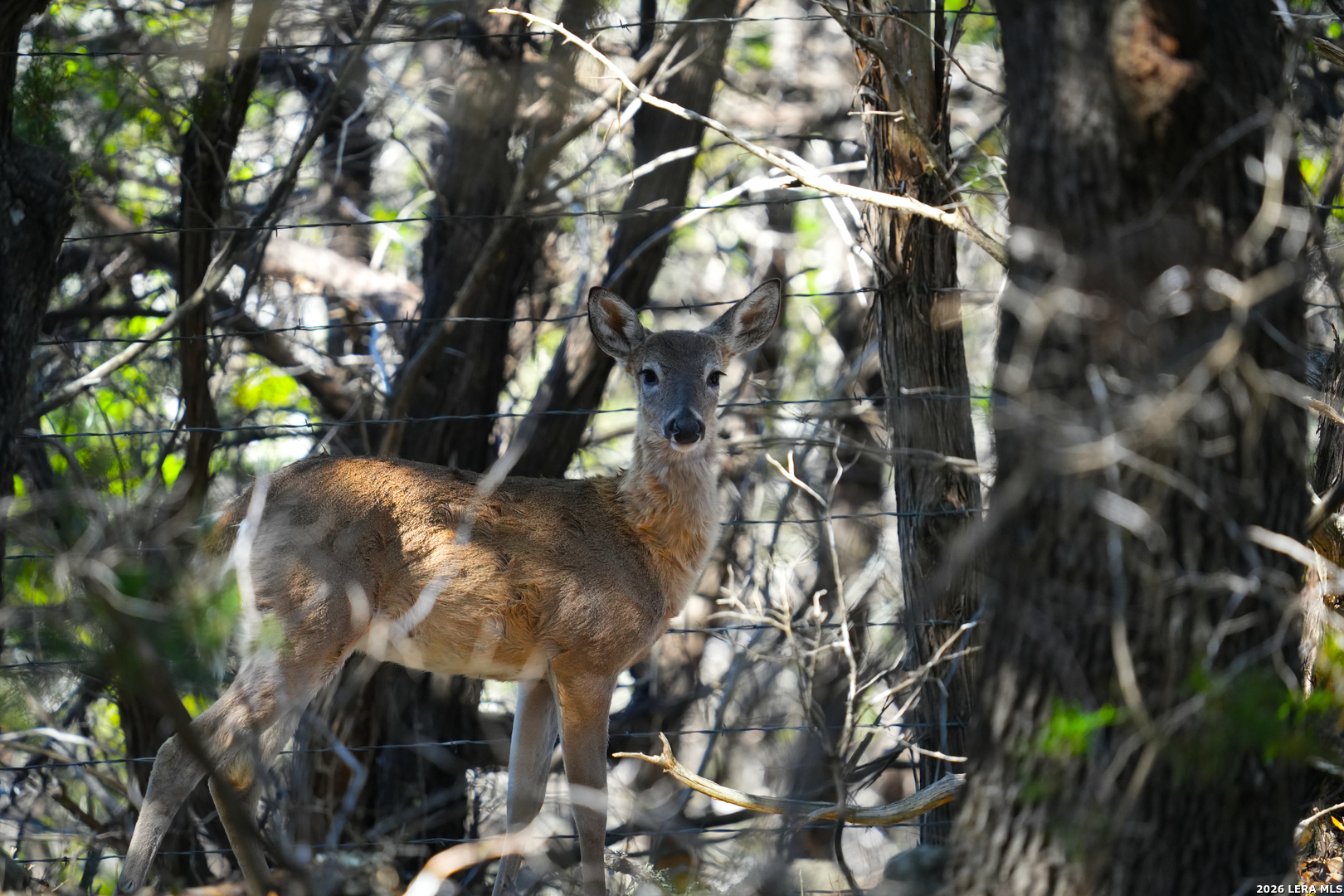 713 Lake Forest Road Pipe Creek, TX 78063 - Photo 43 of 65