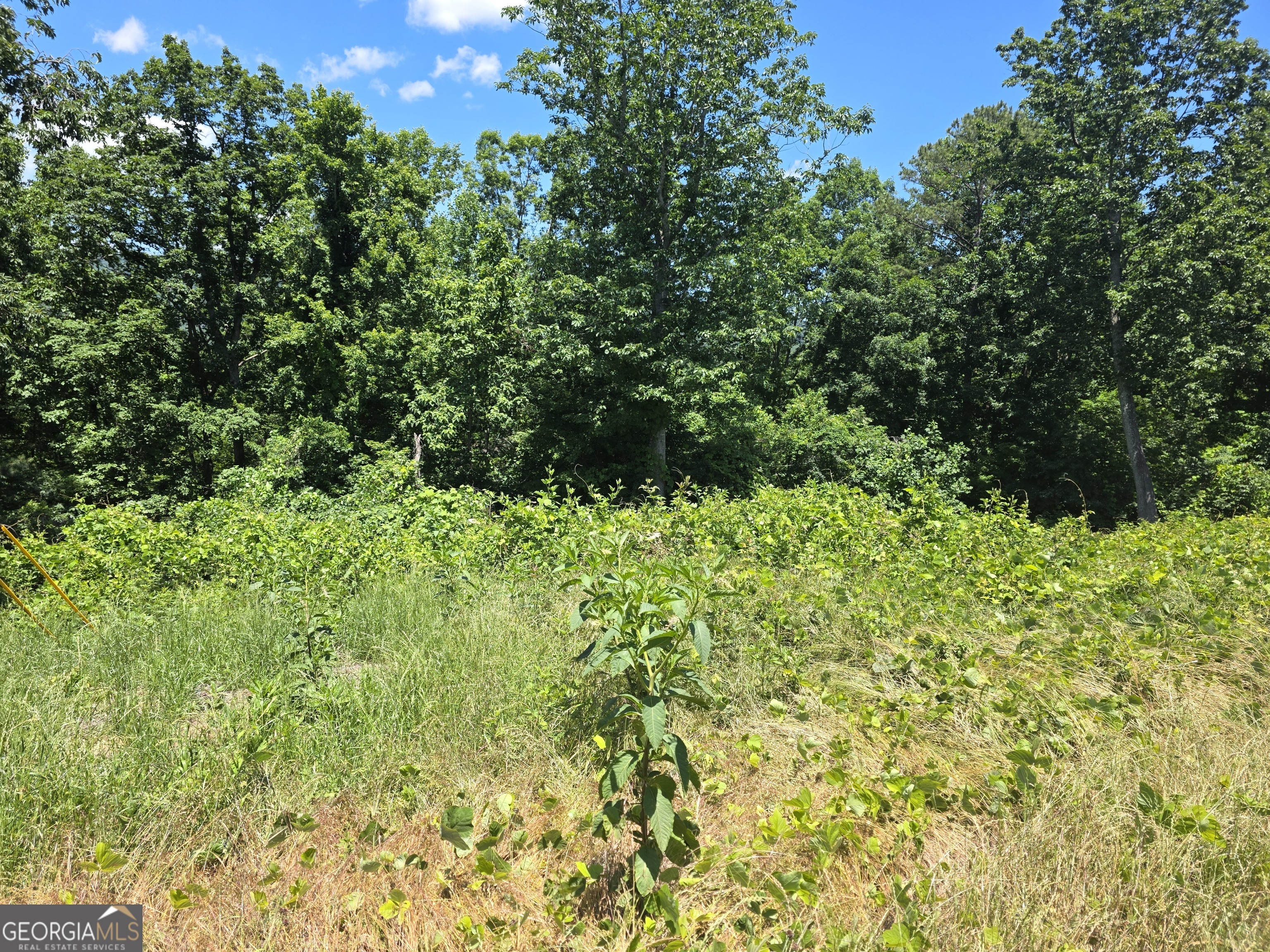0 Cowart Mountain Tract 2 Road Jasper, GA 30143 - Photo 1 of 19