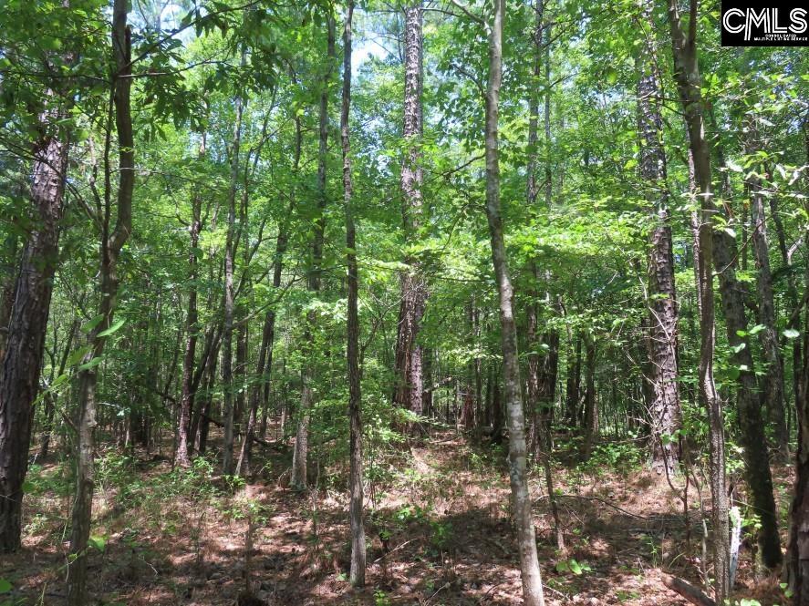0 Park Road Ridgeway, SC 29130 - Photo 10 of 47