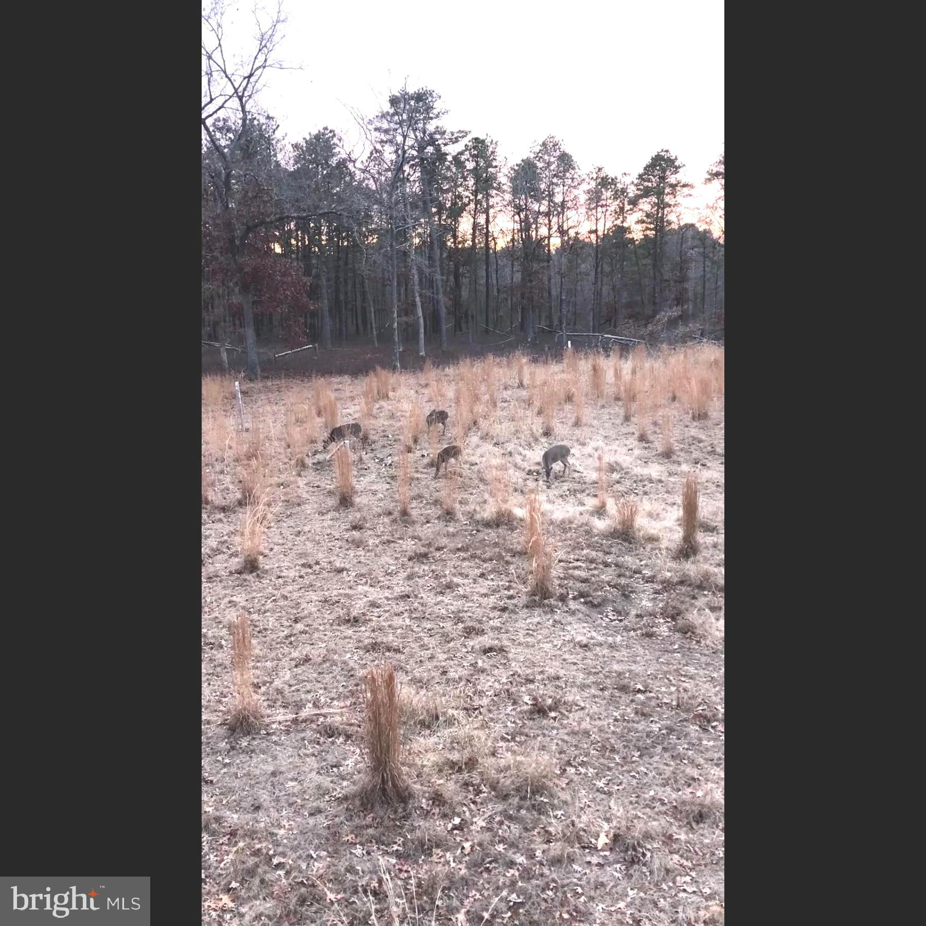 229 Honest John Road Woodbine, NJ 08270 - Photo 5 of 7