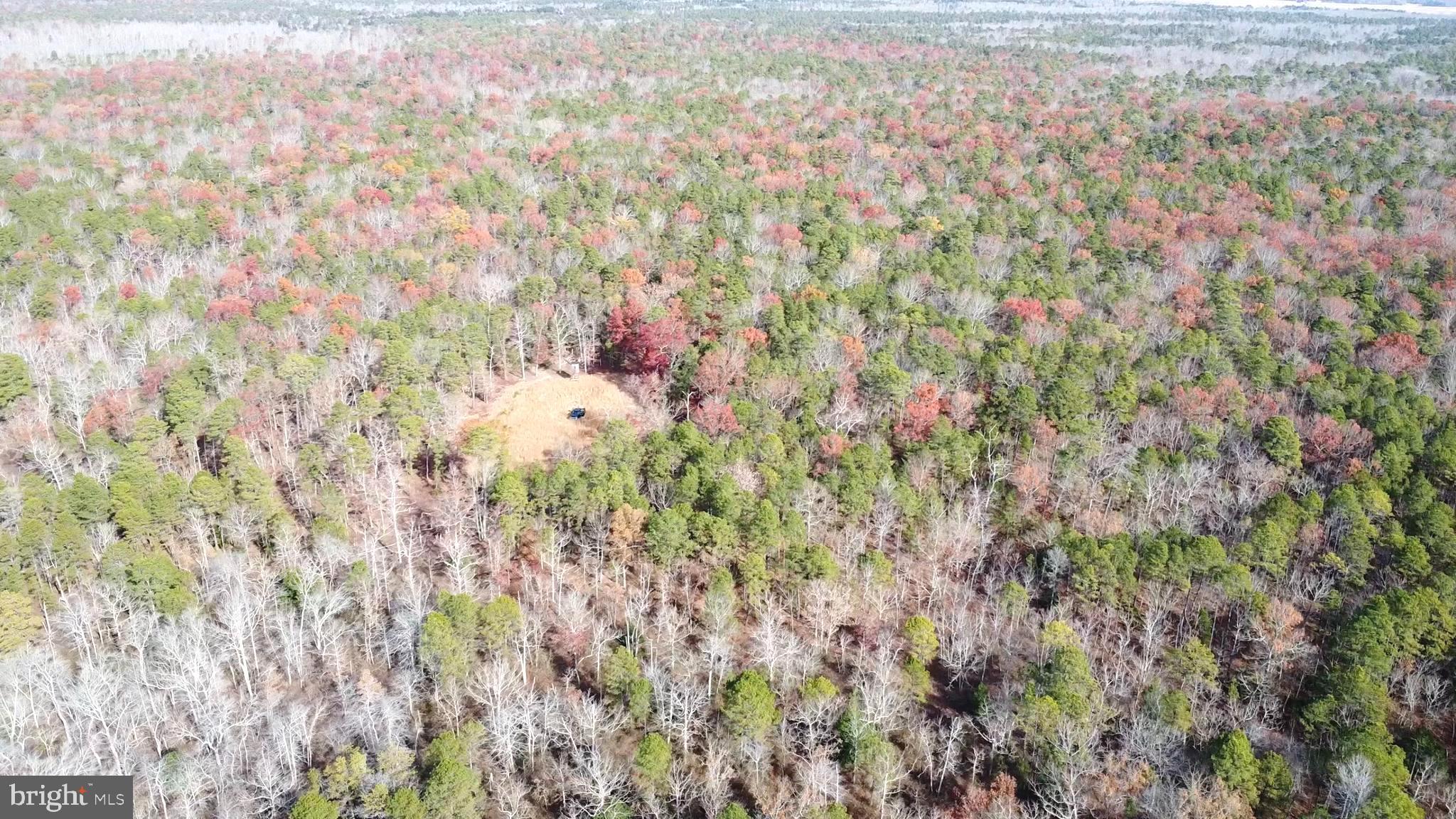 229 Honest John Road Woodbine, NJ 08270 - Photo 6 of 7 a close up of a plant