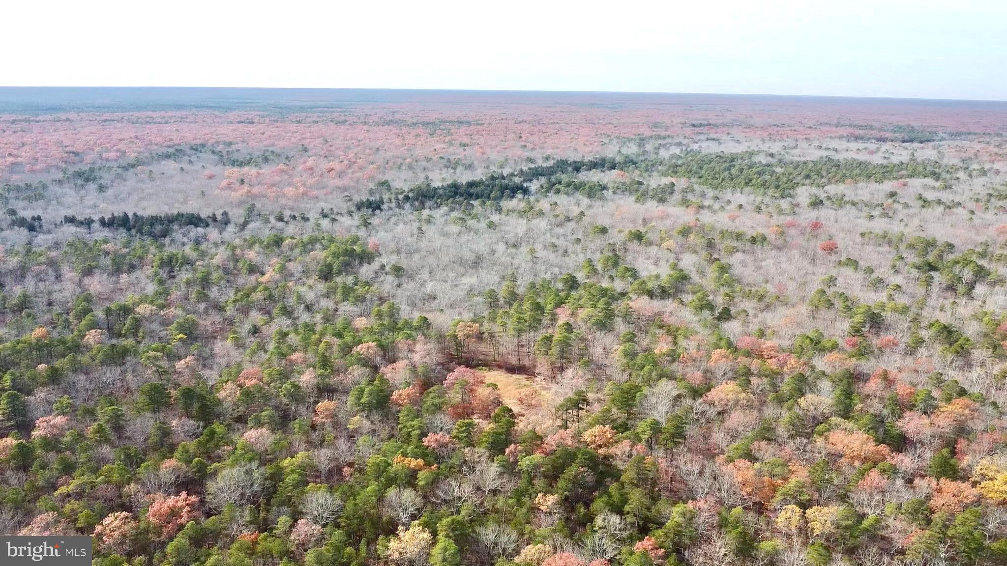 229 Honest John Road Woodbine, NJ 08270 - Photo 7 of 7 a view of a lush green field