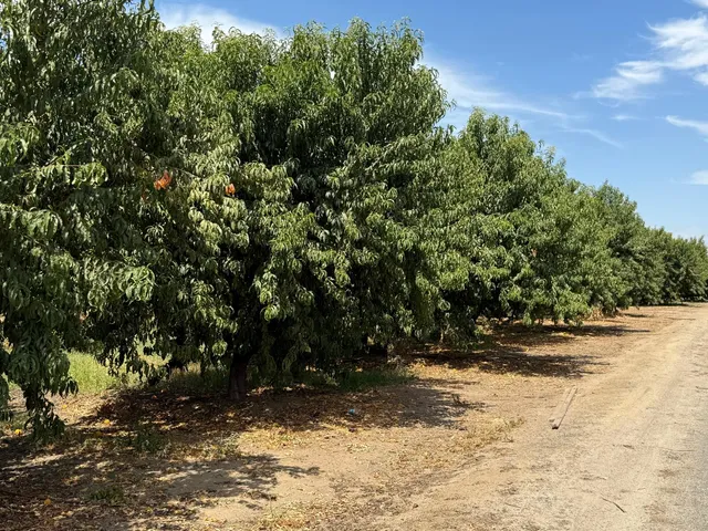 a view of a yard with plants and trees