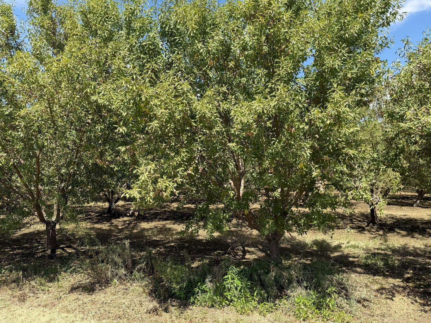 5820 Yosemite Boulevard Modesto, CA 95357 - Photo 12 of 18 a view of a yard