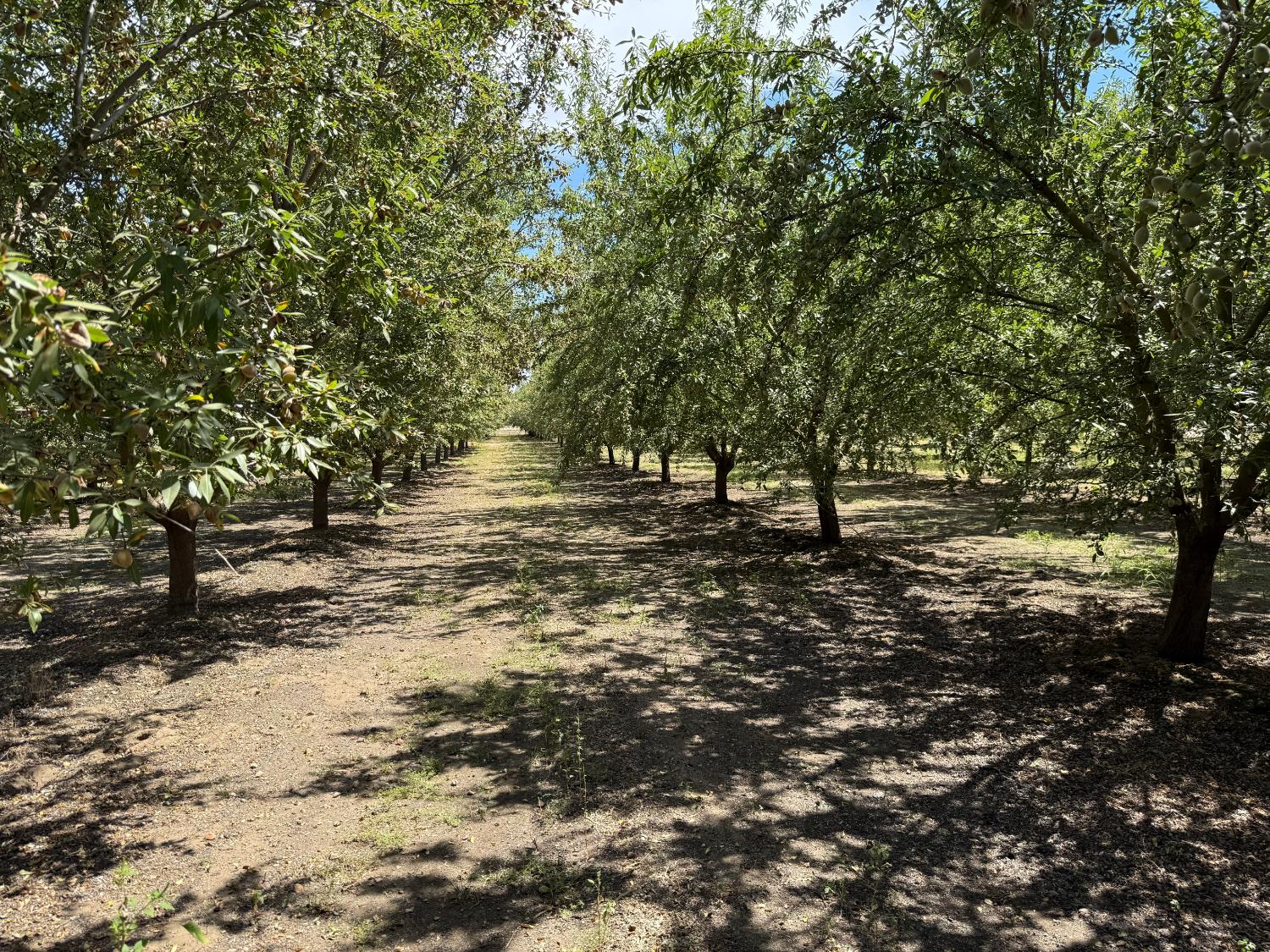 5820 Yosemite Boulevard Modesto, CA 95357 - Photo 13 of 18 a view of outdoor space with deck and trees