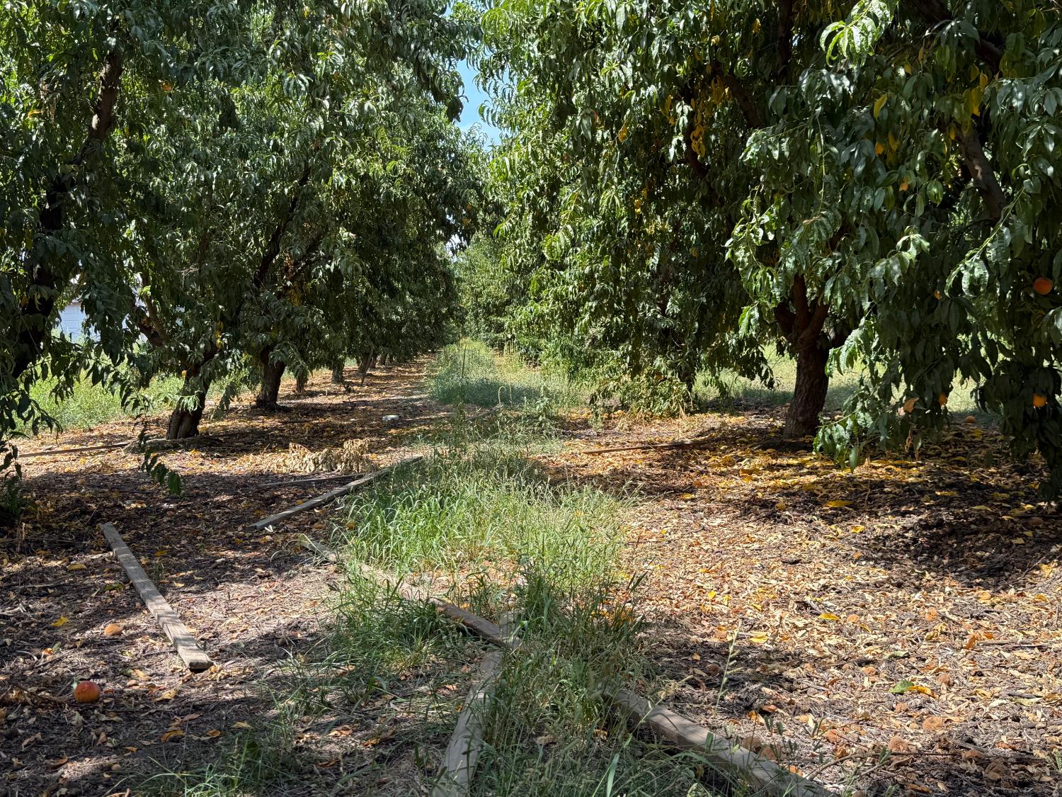 5820 Yosemite Boulevard Modesto, CA 95357 - Photo 3 of 18 a view of dirt yard with a tree
