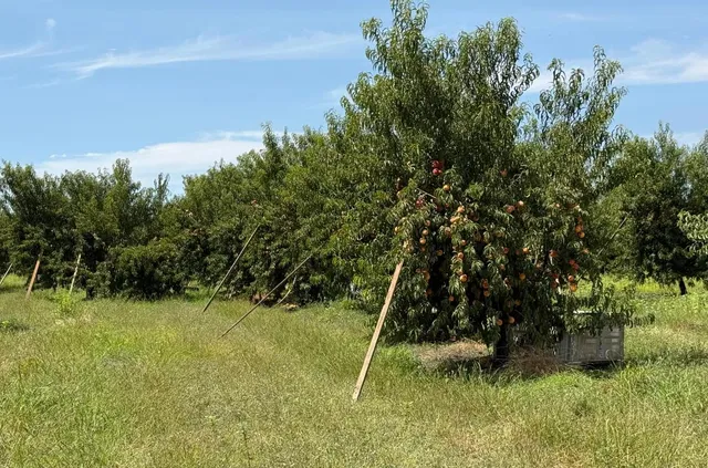 a view of a golf course with a tree