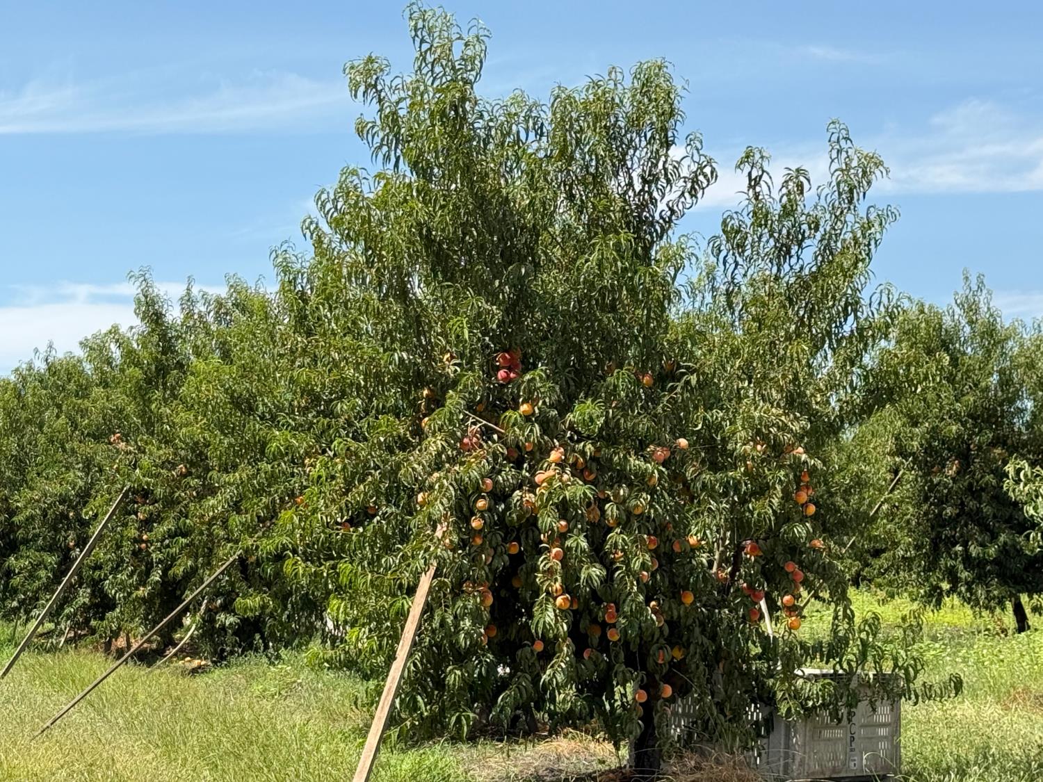 5820 Yosemite Boulevard Modesto, CA 95357 - Photo 8 of 18 a view of a yard