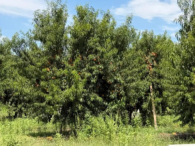 a view of a lush green forest