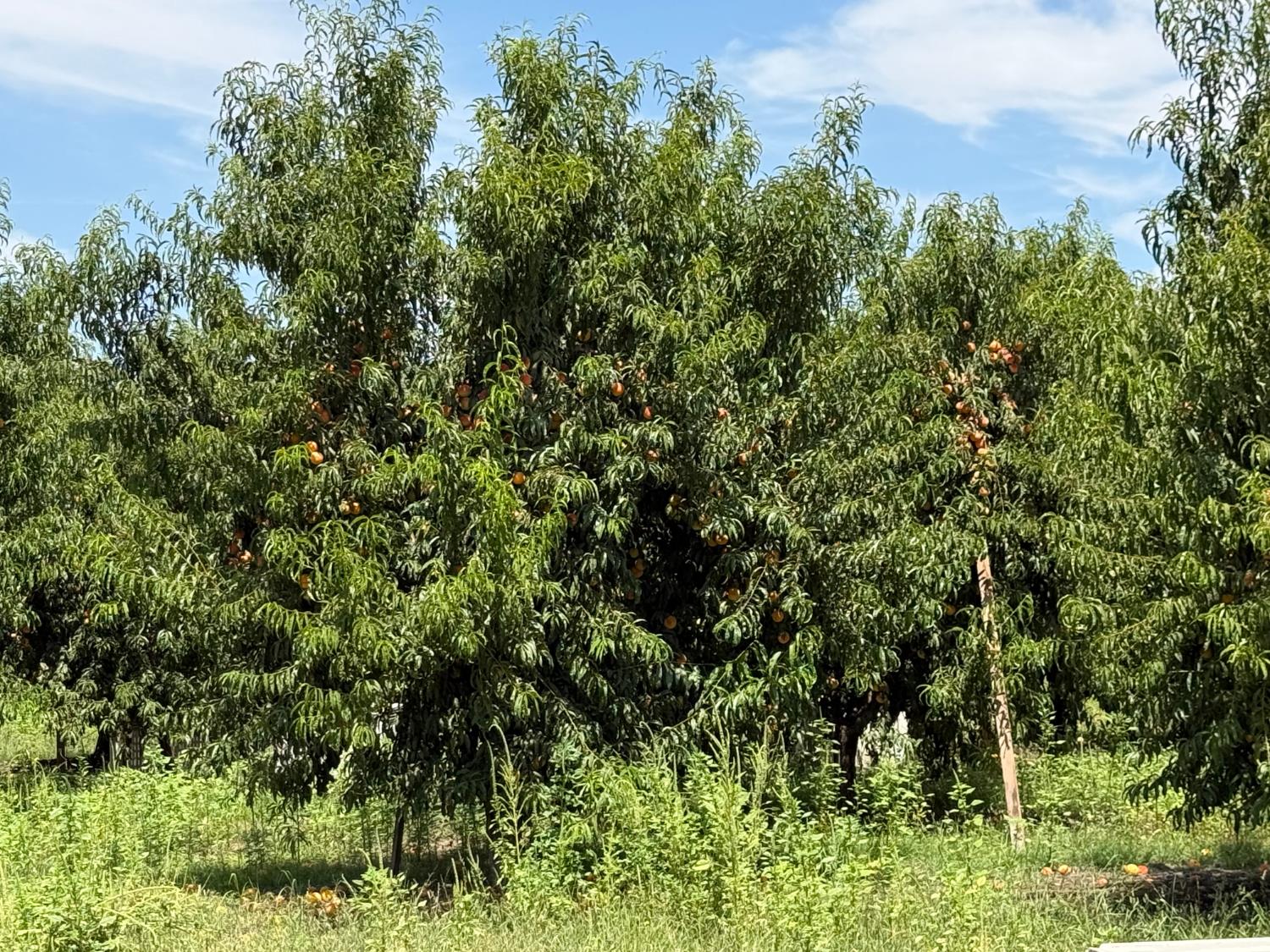 5820 Yosemite Boulevard Modesto, CA 95357 - Photo 9 of 18 a view of a lush green forest
