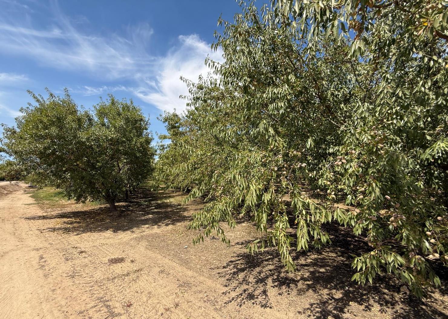 5820 Yosemite Boulevard Modesto, CA 95357 - Photo 10 of 18 a view of a yard with a tree