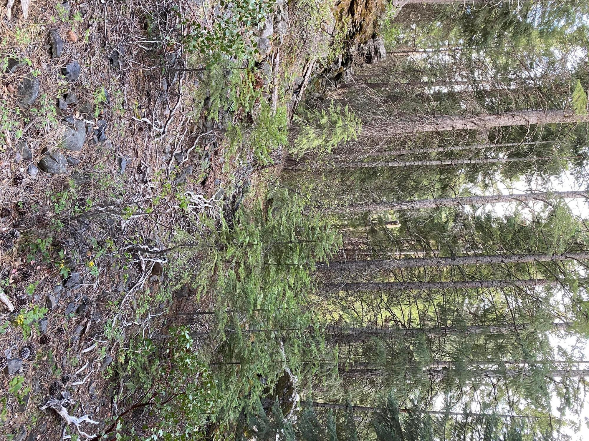 Nka East Rainbow Road Klamath Falls, OR 97601 - Photo 1 of 16 Land