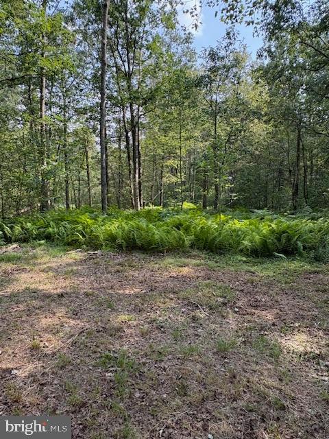186 Little Wolf Road Bellefonte, PA 16823 - Photo 3 of 21 a view of a yard with plants and large trees