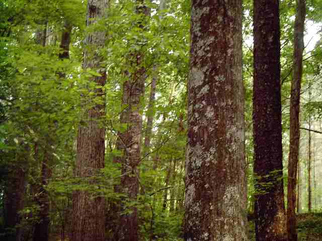 25.33-ac Jim Smith Road Pendleton, SC 29670 - Photo 2 of 2
