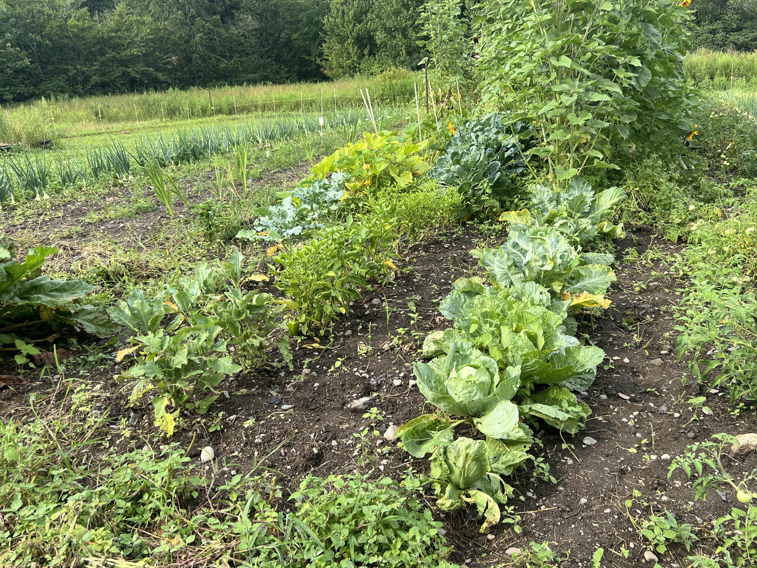 1465 Waterville Road Belfast, ME 04915 - Photo 25 of 31 Garden