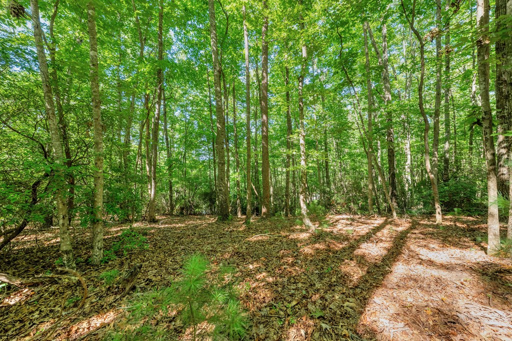 84 Knights Way Blairsville, GA 30512 - Photo 39 of 51 a view of outdoor space with trees