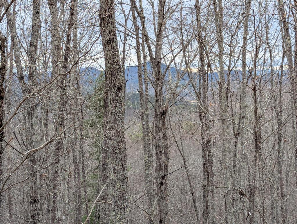 84 Knights Way Blairsville, GA 30512 - Photo 4 of 51 a view of forest