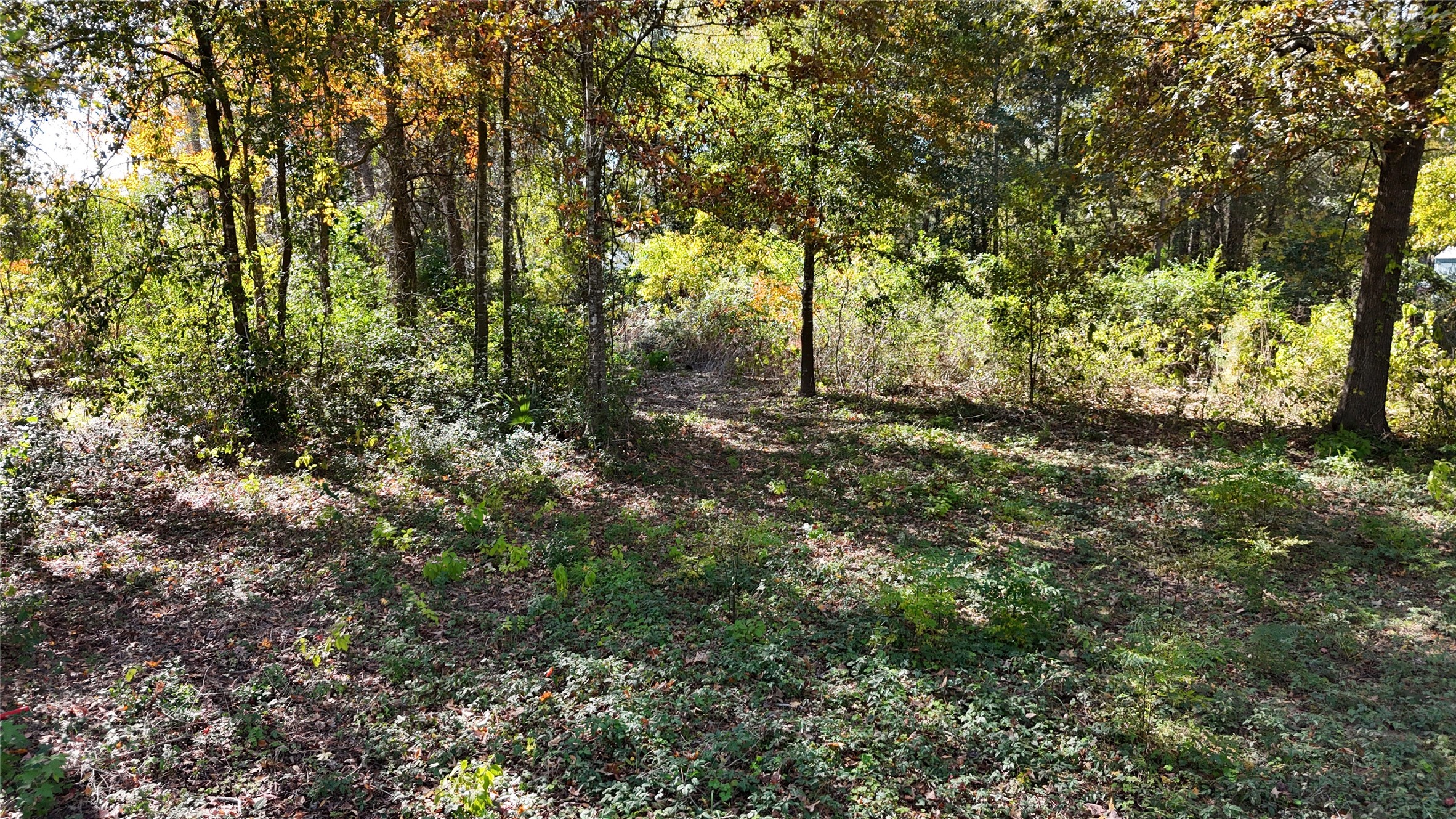 13720 Highway 59 Splendora, TX 77372 - Photo 11 of 12 a view of a forest with trees in the background