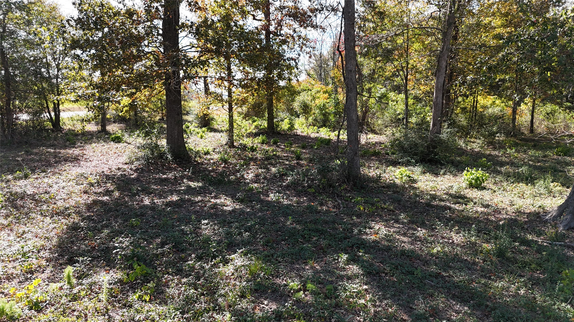 13720 Highway 59 Splendora, TX 77372 - Photo 12 of 12 a view of a forest filled with trees