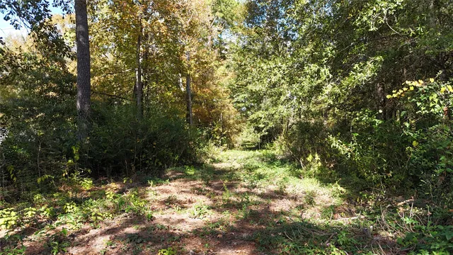a view of a yard with plants and trees