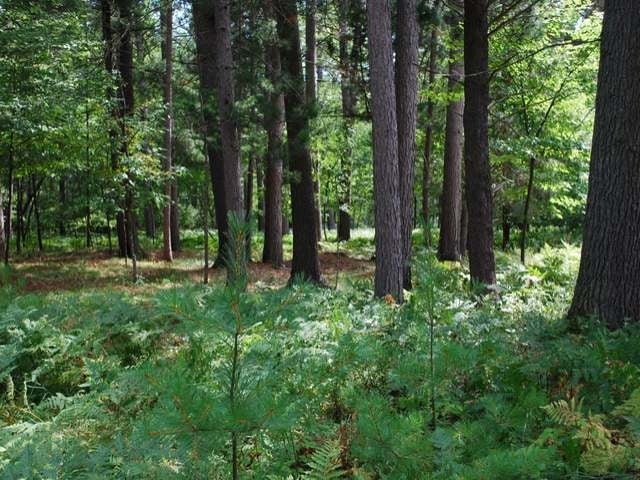 Lot 191 Timber Court Rhinelander, WI 54501 - Photo 1 of 7 Gallery Image 1