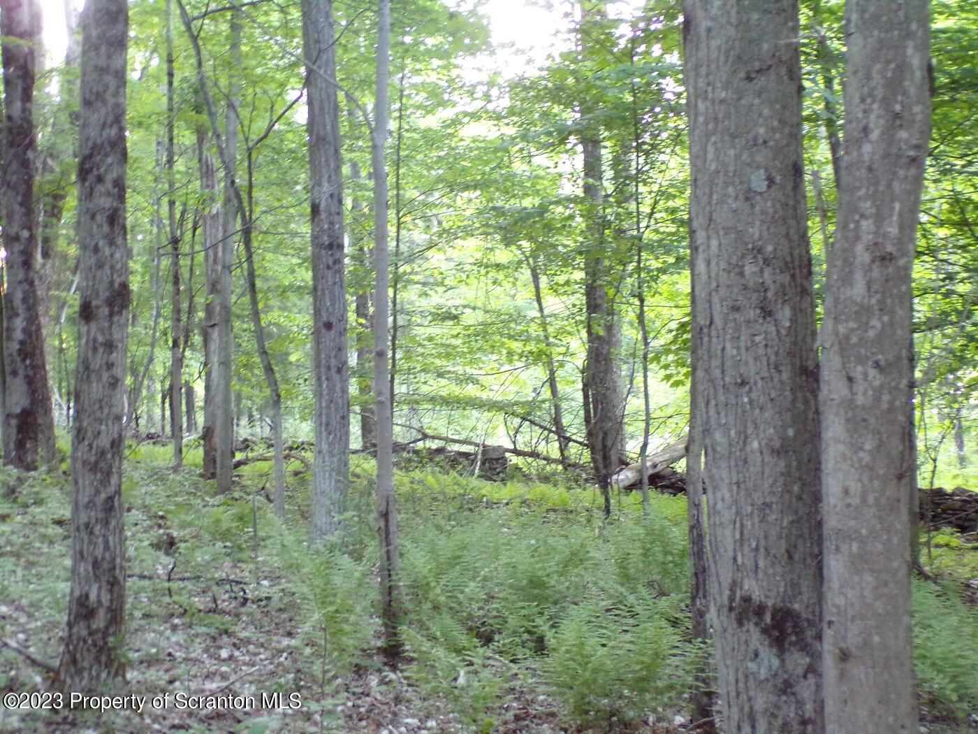 1353 A Wright Road Kingsley, PA 18826 - Photo 1 of 8 a view of lush green forest