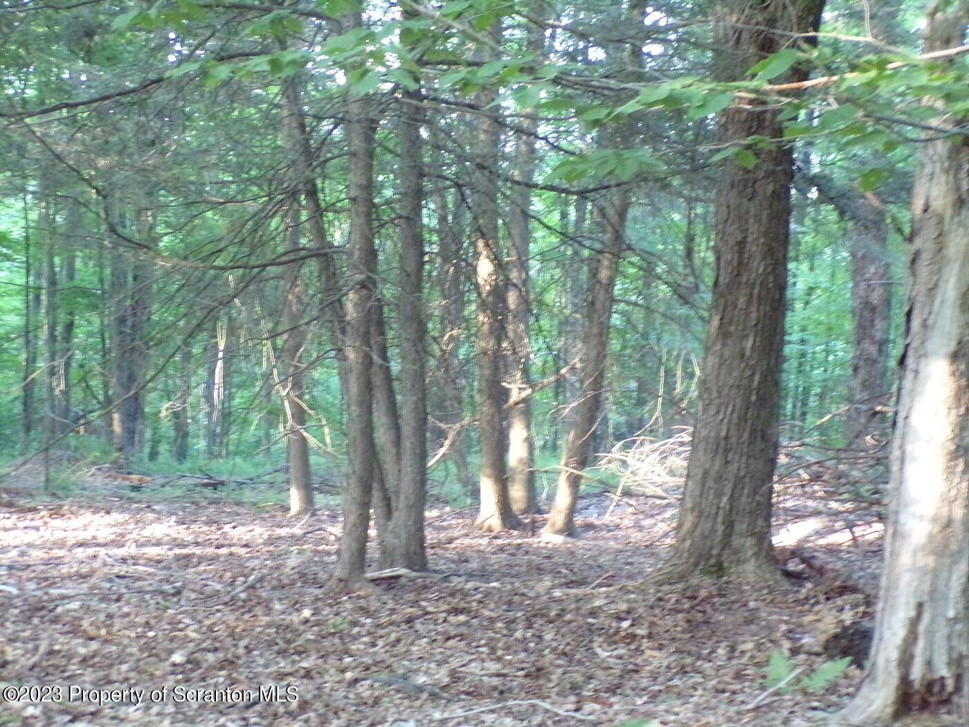 1353 A Wright Road Kingsley, PA 18826 - Photo 3 of 8 a view of a trees and yard