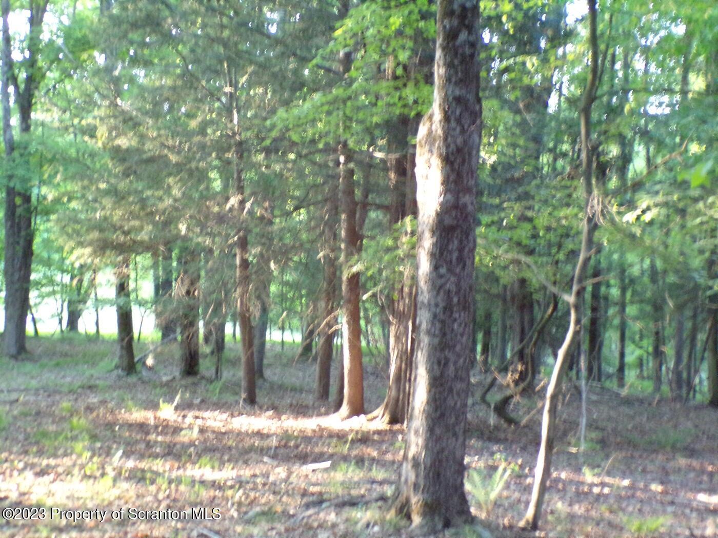 1353 A Wright Road Kingsley, PA 18826 - Photo 5 of 8 a view of a forest