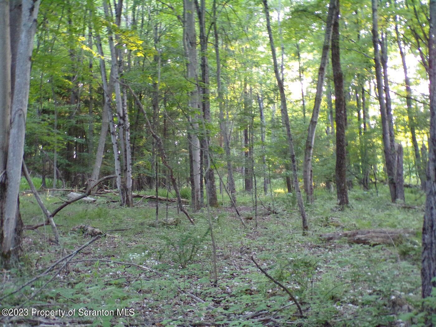 1353 A Wright Road Kingsley, PA 18826 - Photo 6 of 8 a view of a forest that has large trees