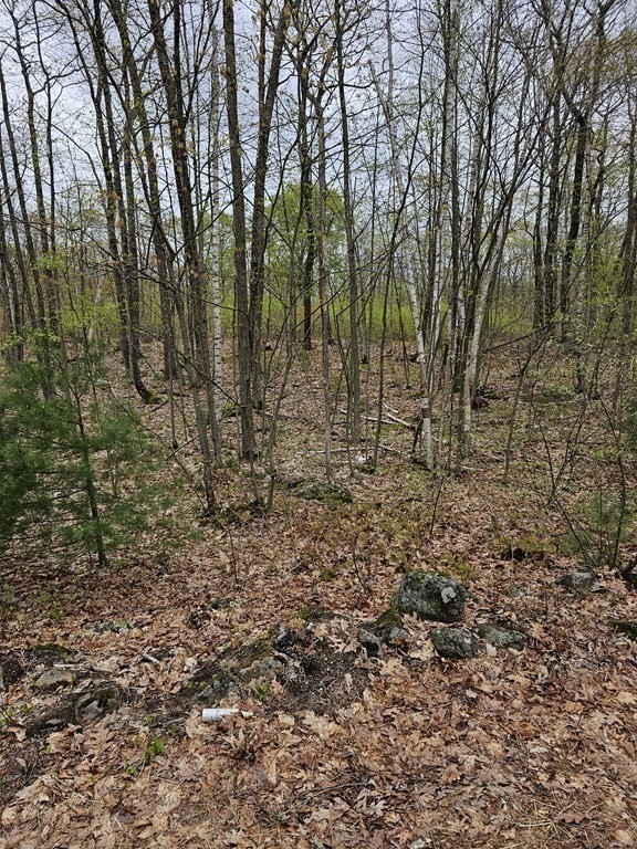 123 Keys Road Warren, MA 01585 - Photo 12 of 12 a view of a yard with large trees
