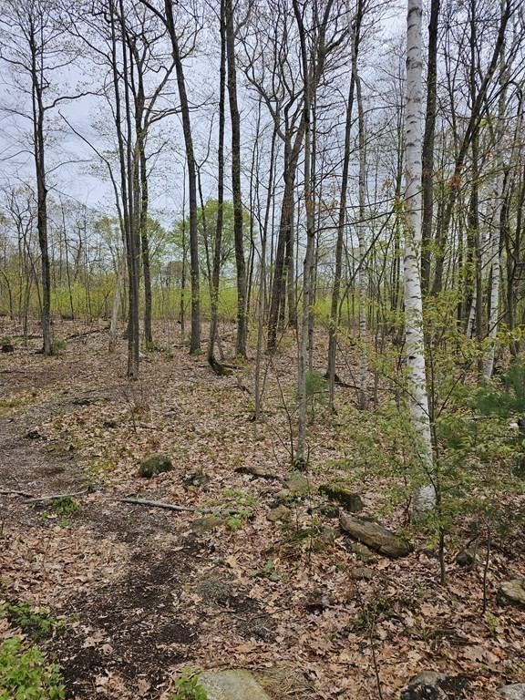 123 Keys Road Warren, MA 01585 - Photo 7 of 12 a view of a yard with trees