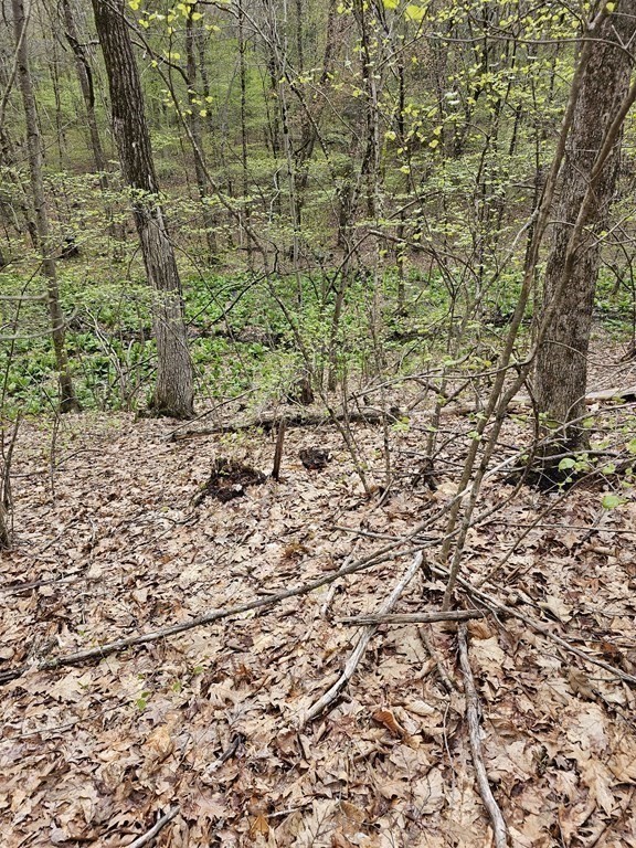 123 Keys Road Warren, MA 01585 - Photo 9 of 12 a view of a yard with a trees