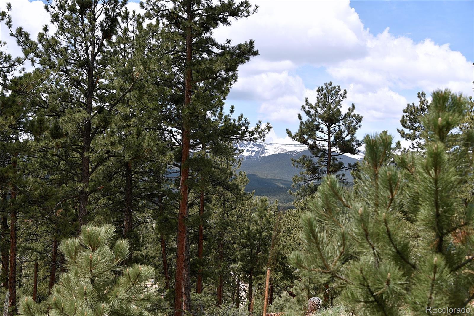 60 Ball Road Bailey, CO 80421 - Photo 20 of 37 a view of a tree in a yard