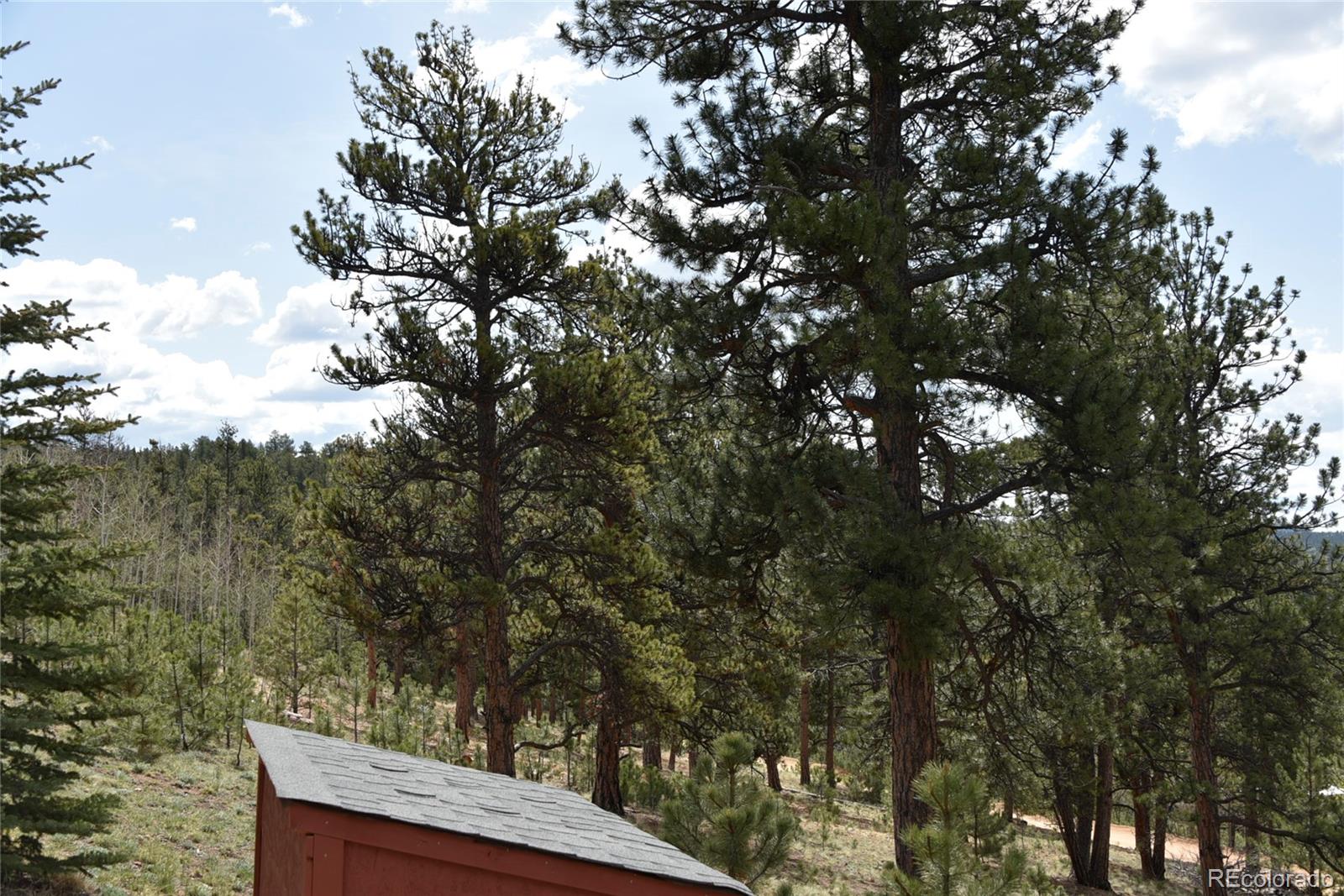 60 Ball Road Bailey, CO 80421 - Photo 21 of 37 a view of a tree with a tree