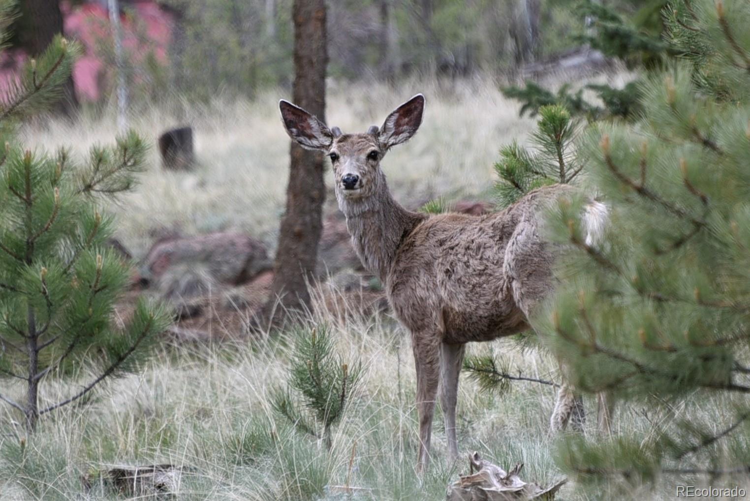 60 Ball Road Bailey, CO 80421 - Photo 22 of 37 a picture of a tree
