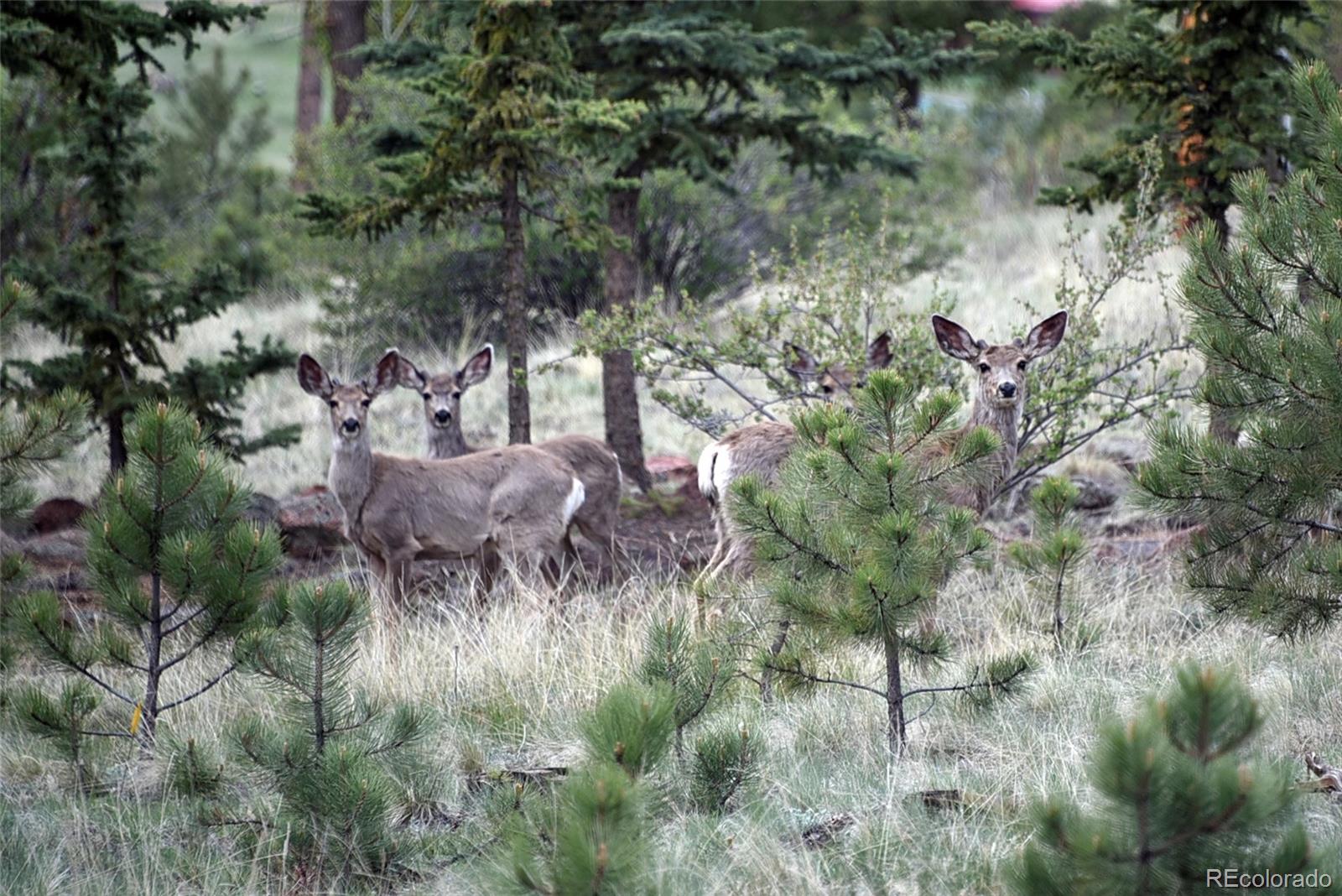 60 Ball Road Bailey, CO 80421 - Photo 23 of 37 a view of a forest with a tree