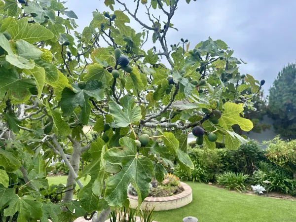 a green field with lots of flowers