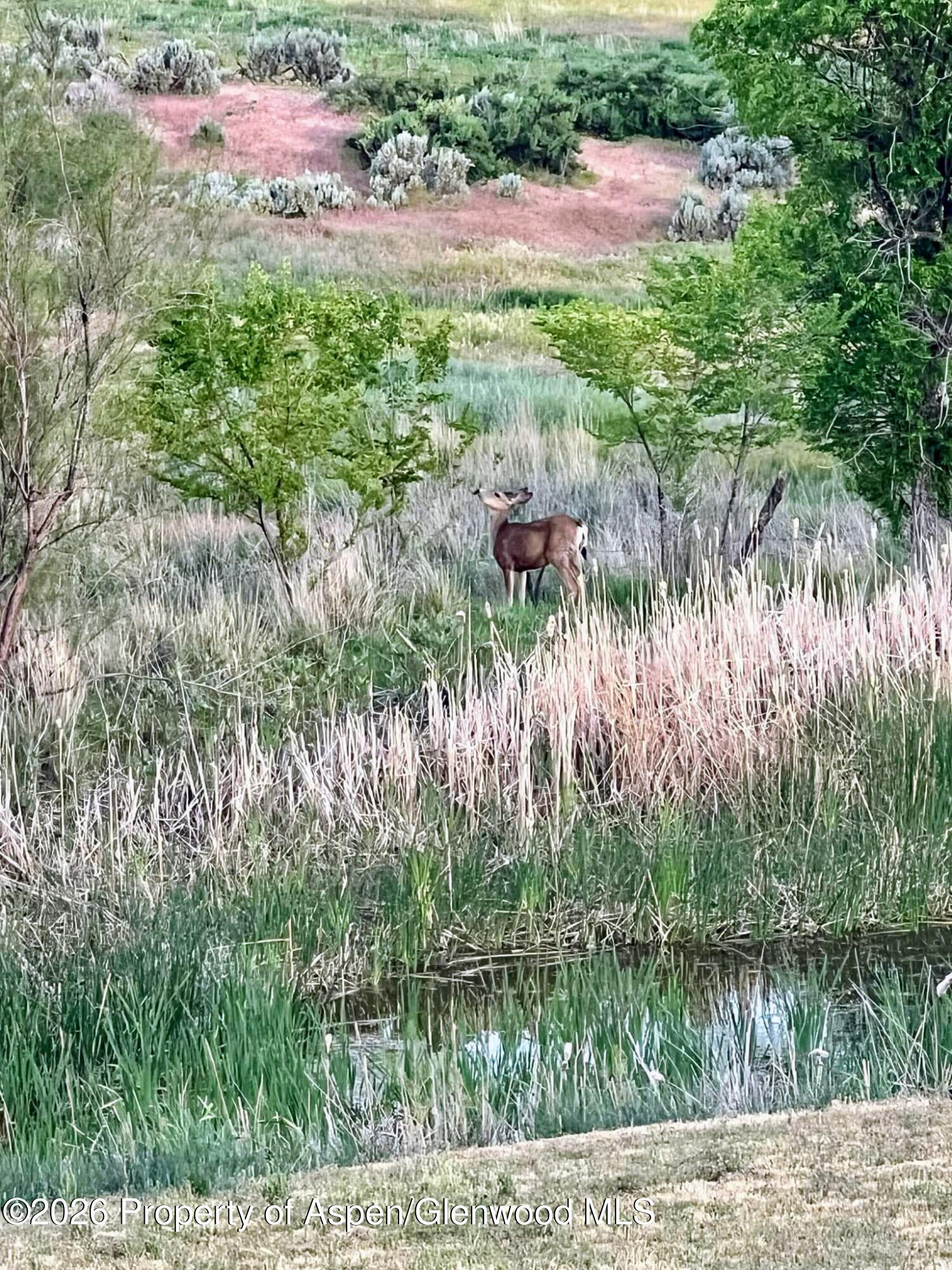 4849 County Road 233 Rifle, CO 81650 - Photo 5 of 6 Deer by Pond