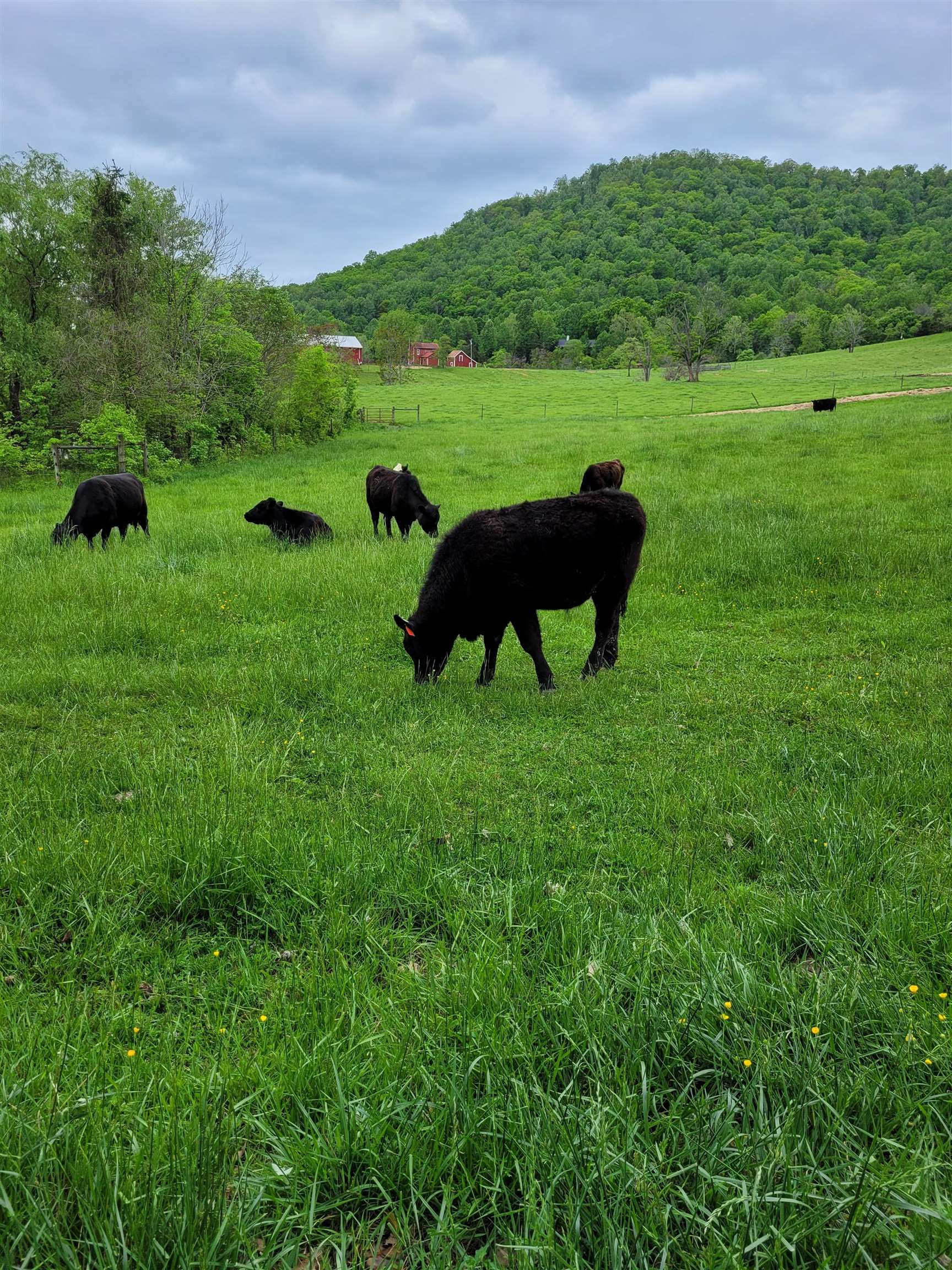 Farmview Road Stanardsville, VA 22973 - Photo 3 of 16 Gallery Image 3