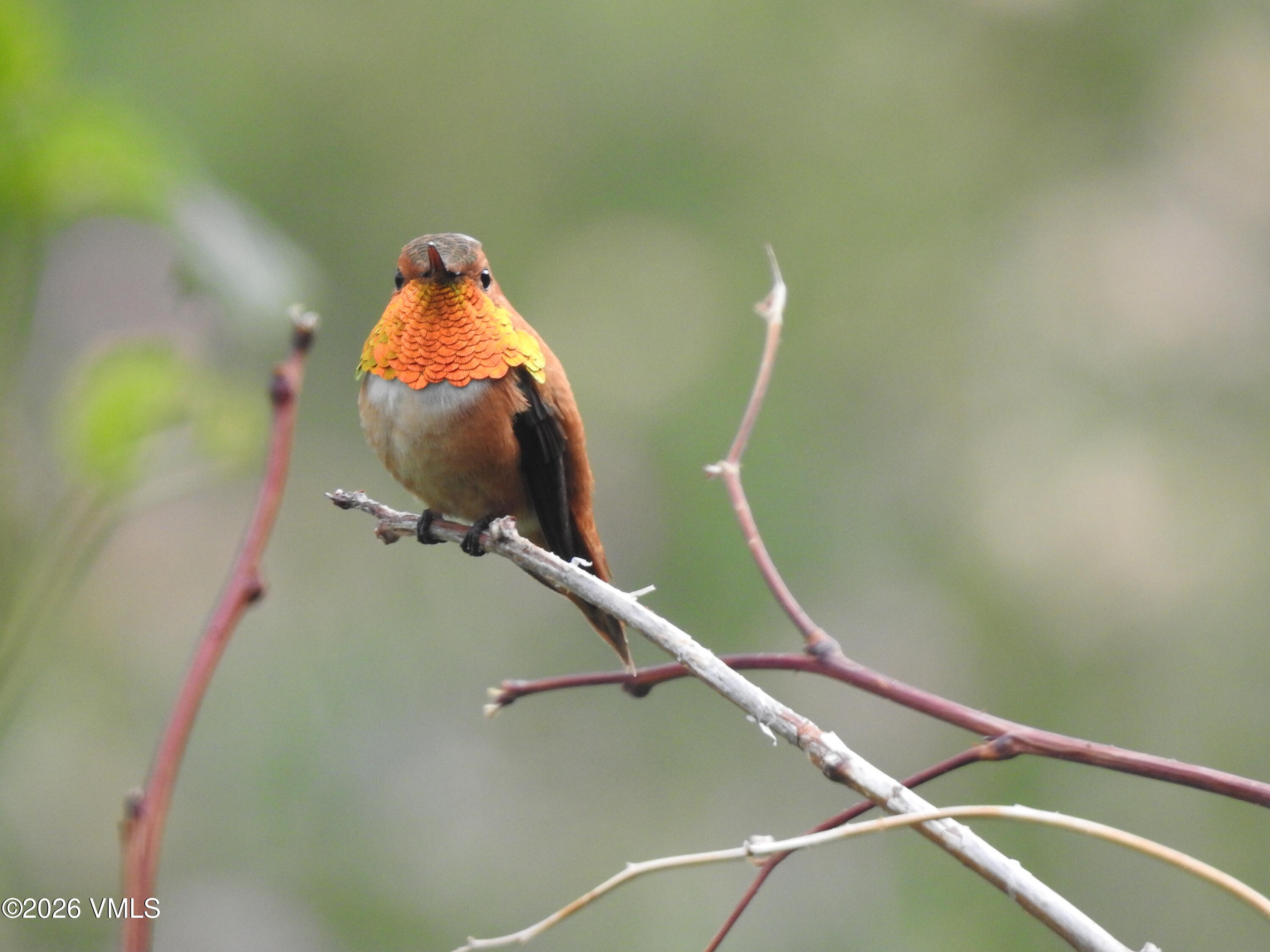 6010 Salt Creek Road Eagle, CO 81631 - Photo 69 of 69 Rufous hummingbird