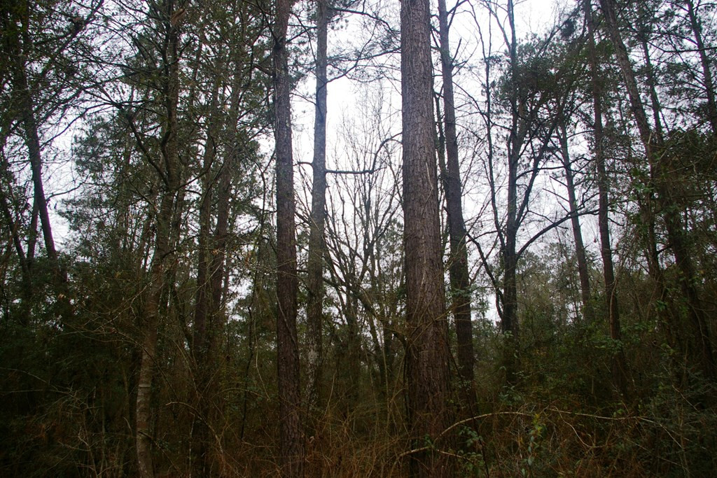 Xxx Lem Stewart Road Tylertown, MS 39667 - Photo 15 of 35 Photo 15