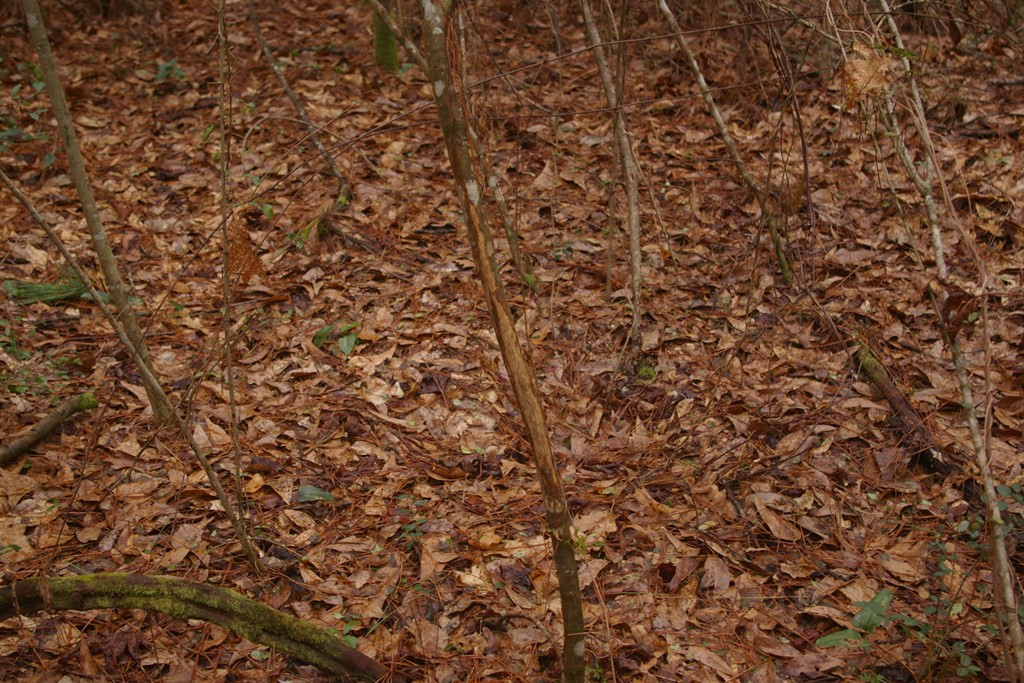 Xxx Lem Stewart Road Tylertown, MS 39667 - Photo 26 of 35 Photo 26