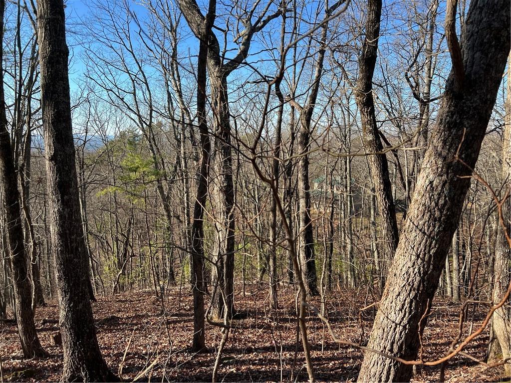 197 Stirratt Road Ranger, GA 30734 - Photo 3 of 22 a view of a yard with plants and trees