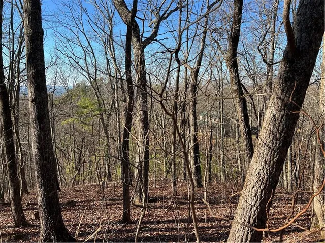 a view of a tree in the middle of forest