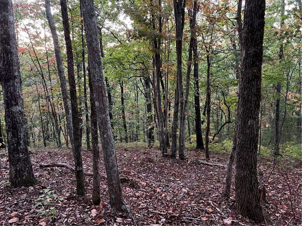 197 Stirratt Road Ranger, GA 30734 - Photo 9 of 22 a view of a forest with trees